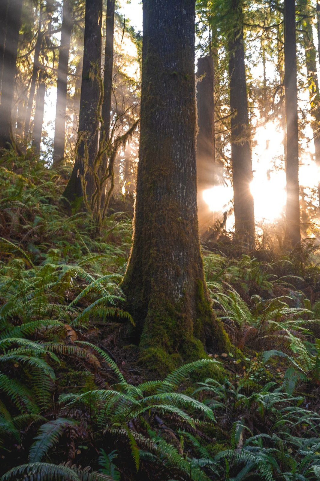 Sonnenlicht fällt durch einen Wald mit Farnen